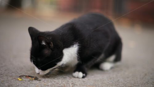 Video - Close up of a black and white cat eating on the pavement