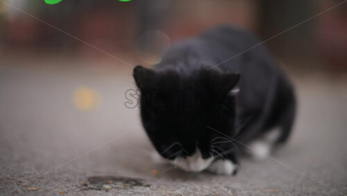 Video - Close up of a black and white cat eating on the pavement
