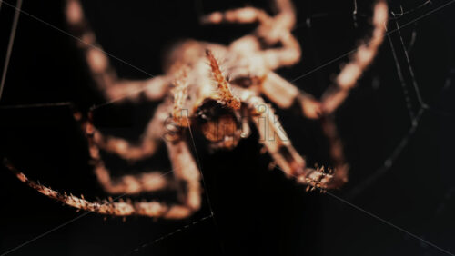 Video - Close up of a spider sitting in its web, showing intricate details of its body and fine silk threads