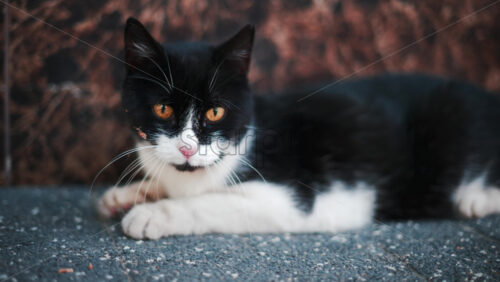 Video - Calm black and white cat lying on a sidewalk, captured in soft daylight tones