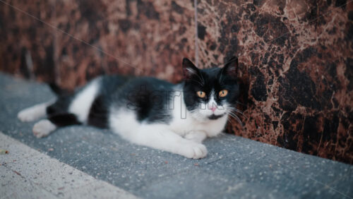 Video - Calm black and white cat lying on a sidewalk, captured in soft daylight tones