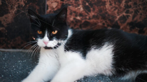 Video - Calm black and white cat lying on a sidewalk, captured in soft daylight tones