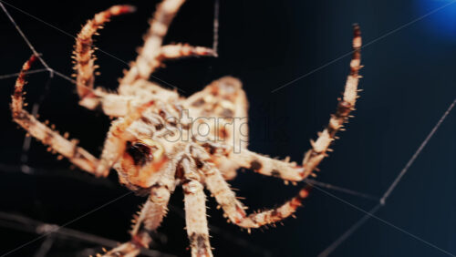 Video - Close up of a spider sitting in its web, showing intricate details of its body and fine silk threads