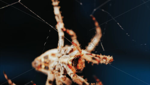 Video - Close up of a spider sitting in its web, showing intricate details of its body and fine silk threads
