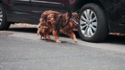 Video - Chisinau, Moldova - September 25, 2025: Fluffy brown dog walking confidently on the street