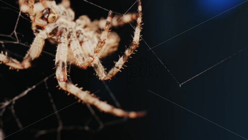 Video - Close up of a spider sitting in its web, showing intricate details of its body and fine silk threads