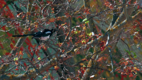 Video - A magpie perched among colourful autumn branches