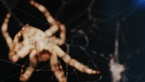 Video - Close up of a spider sitting in its web, showing intricate details of its body and fine silk threads