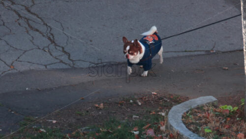 Video - A small brown and white dog in a blue jacket walks along a cracked street
