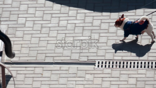 Video - A cheerful small dog in a blue jacket trots along a sunlit sidewalk, its shadow visible on the pavement