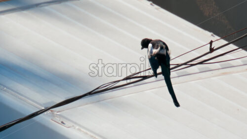 Video - A magpie balances on a wire above a bright metal rooftop, cleaning its feathers under sunlight