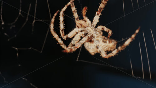 Video - Close up of a spider sitting in its web, showing intricate details of its body and fine silk threads