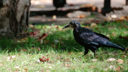 Video - Close up of a black crow searching the ground in a green park with fallen leaves around
