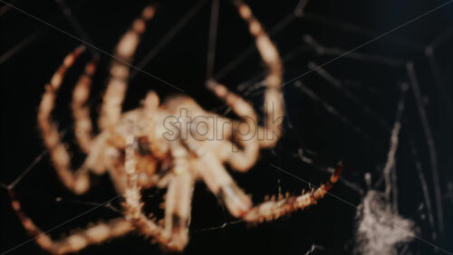 Video - Close up of a spider sitting in its web, showing intricate details of its body and fine silk threads