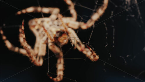 Video - Close up of a spider sitting in its web, showing intricate details of its body and fine silk threads