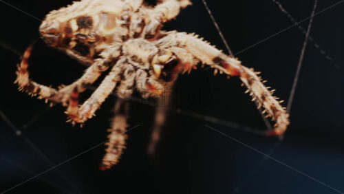 Video - Close up of a spider sitting in its web, showing intricate details of its body and fine silk threads