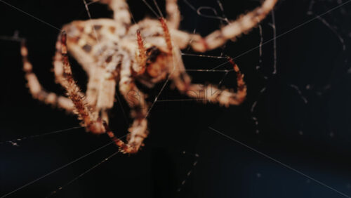 Video - Close up of a spider sitting in its web, showing intricate details of its body and fine silk threads
