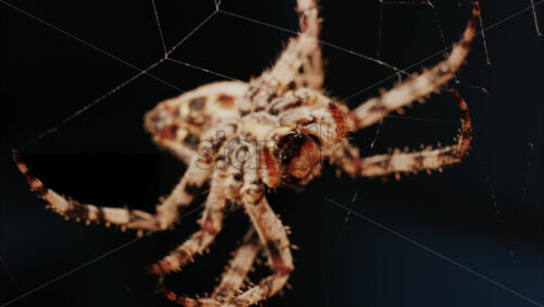 Video - Close up of a spider sitting in its web, showing intricate details of its body and fine silk threads