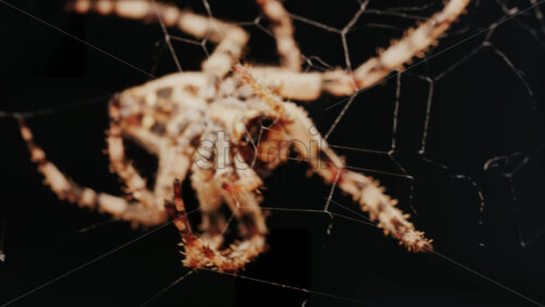 Video - Close up of a spider sitting in its web, showing intricate details of its body and fine silk threads