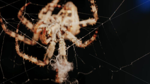 Video - Close up of a spider sitting in its web, showing intricate details of its body and fine silk threads