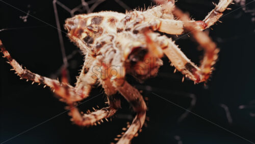 Video - Close up of a spider sitting in its web, showing intricate details of its body and fine silk threads