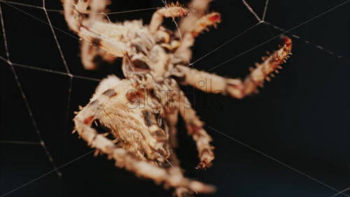 Video - Close up of a spider sitting in its web, showing intricate details of its body and fine silk threads