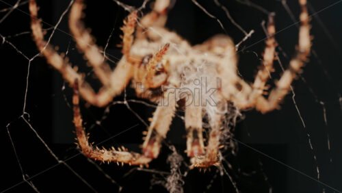 Video - Close up of a spider sitting in its web, showing intricate details of its body and fine silk threads