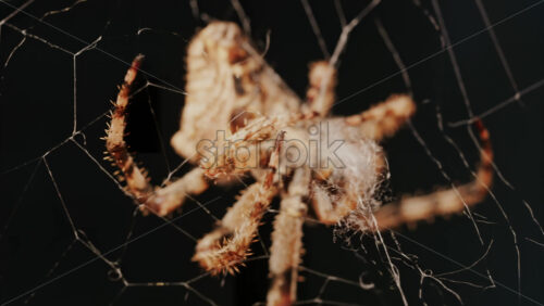 Video - Close up of a spider sitting in its web, showing intricate details of its body and fine silk threads