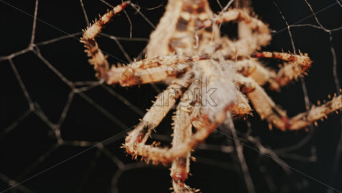 Video - Close up of a spider sitting in its web, showing intricate details of its body and fine silk threads