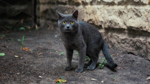 Video - Grey British Shorthair cat standing outdoors in a garden near a stone wall