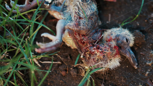 Video - Close up of a deceased baby bird lying on dirt ground