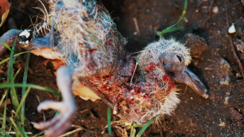 Video - Close up of a deceased baby bird lying on dirt ground