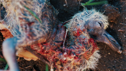 Video - Close up of a deceased baby bird lying on dirt ground