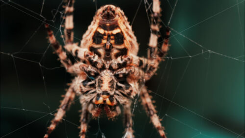 Video - Close up of a spider sitting in its web, showing intricate details of its body and fine silk threads