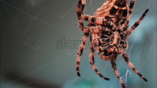 Video - Close up of a spider sitting in its web, showing intricate details of its body and fine silk threads
