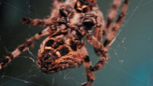 Video - Close up of a spider sitting in its web, showing intricate details of its body and fine silk threads