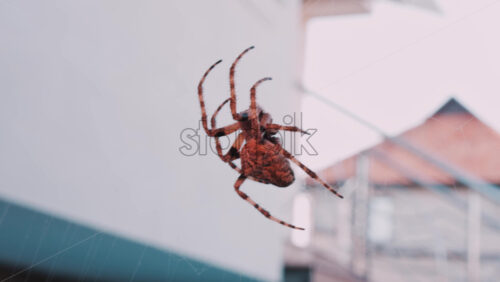 Video - Close up of a spider sitting in its web, showing intricate details of its body and fine silk threads