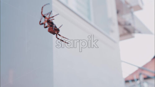 Video - Close up of a spider sitting in its web, showing intricate details of its body and fine silk threads