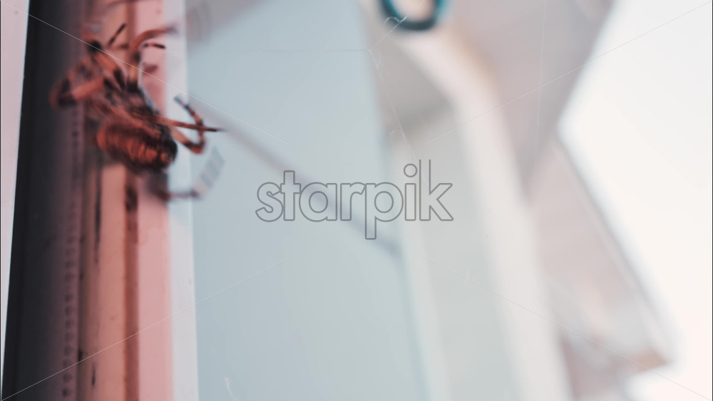 Video - Close up of a spider sitting in its web, showing intricate details of its body and fine silk threads