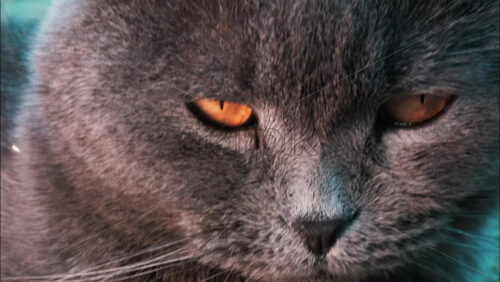 Video - Close up of the intense orange eyes of a grey British Shorthair cat