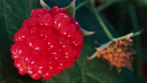Video - Close up of a vibrant red raspberry in natural sunlight with a blurred background