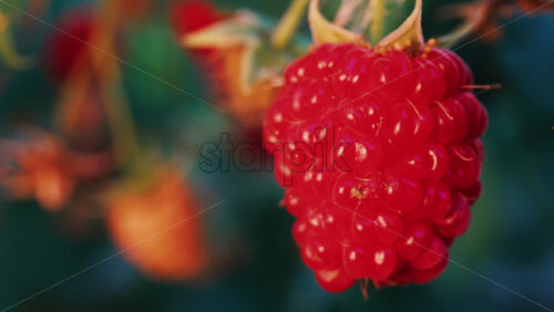 Video - Close up of a vibrant red raspberry in natural sunlight with a blurred background