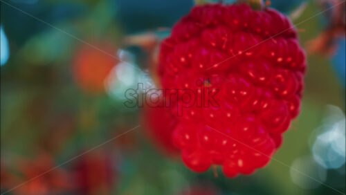 Video - Close up of a vibrant red raspberry in natural sunlight with a blurred background