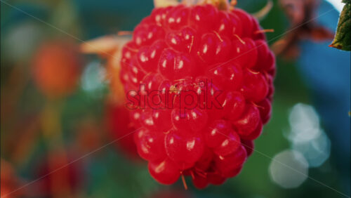 Video - Close up of a vibrant red raspberry in natural sunlight with a blurred background