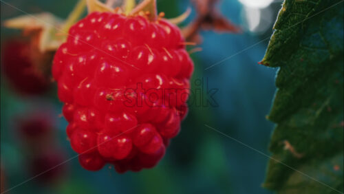 Video - Close up of a vibrant red raspberry in natural sunlight with a blurred background