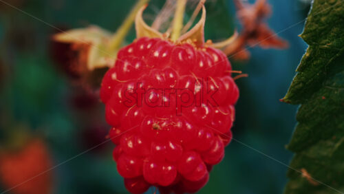 Video - Close up of a vibrant red raspberry in natural sunlight with a blurred background