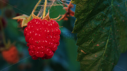 Video - Close up of a vibrant red raspberry in natural sunlight with a blurred background