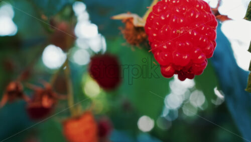 Video - Close up of a vibrant red raspberry in natural sunlight with a blurred background