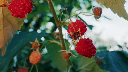 Video - Close up of vibrant red raspberries in natural sunlight growing on a branch