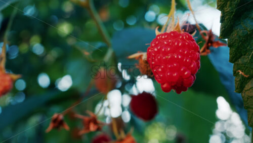 Video - Close up of vibrant red raspberries in natural sunlight growing on a branch